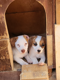 Jack Russell gamba corta