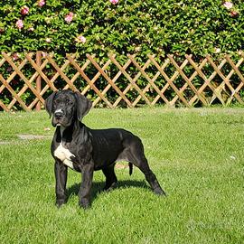 Cuccioli di Alano Nero