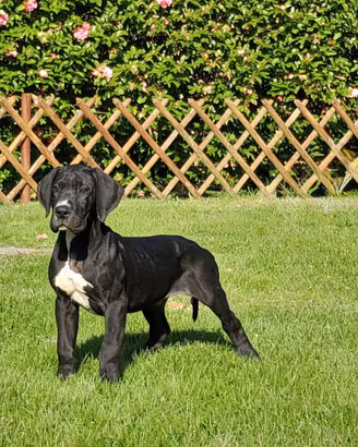 Cuccioli di Alano Nero