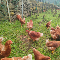 Galline ovaiole