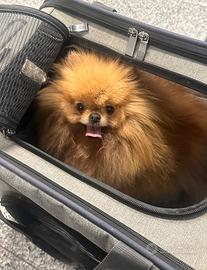 POMERANIA FEMMINA ADULTA