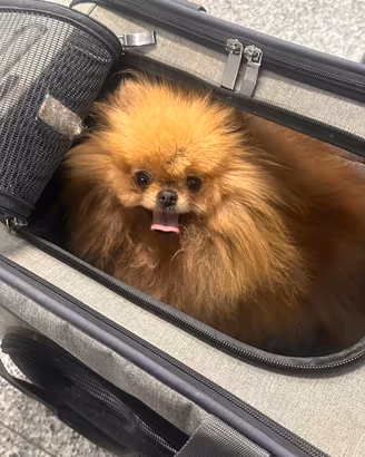 POMERANIA FEMMINA ADULTA