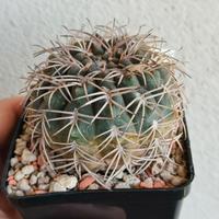 Gymnocalycium Punillense  vaso 9 fiore rosa