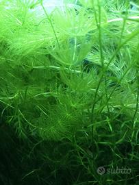 Ceratophyllum piante acquario