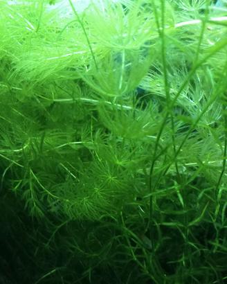 Ceratophyllum piante acquario