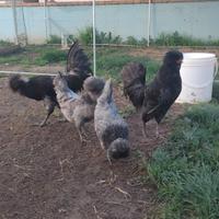 Padovane galline ornamentali