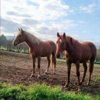 Quarter Horse Lazio