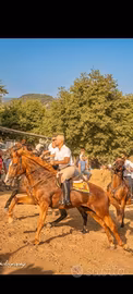  cavallo aas