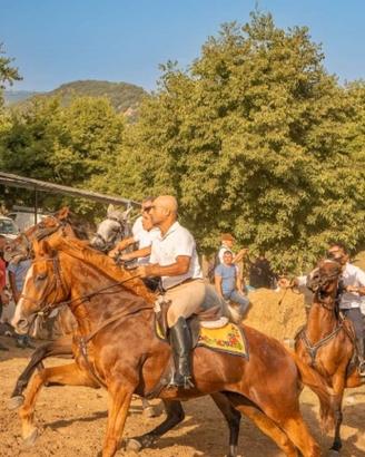 cavallo aas
