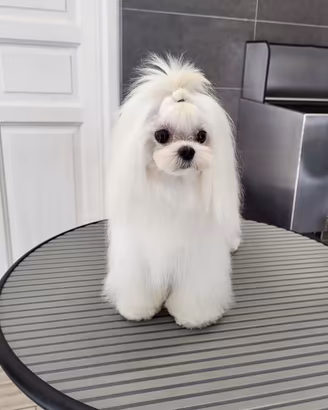 Maltese con pedigree per monta