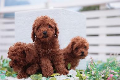 Cuccioli di Barboncino red BRAWU
