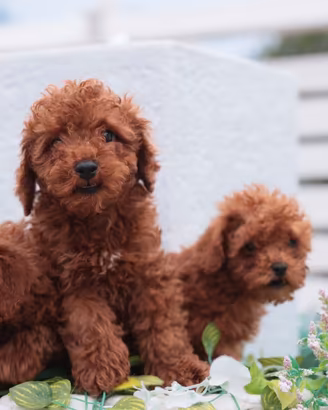 Cuccioli di Barboncino red BRAWU