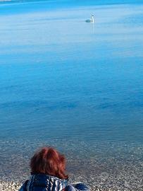 Assistenza agli animali