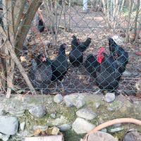 Gallo Australorp