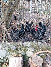 Gallo Australorp