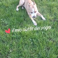 Femmina di pit x accoppiarsi con il mio Yago