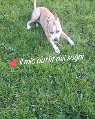 Femmina di pit x accoppiarsi con il mio Yago