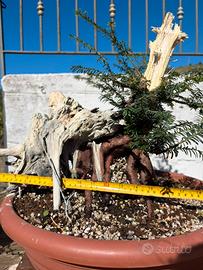 Prebonsai di taxus baccata
