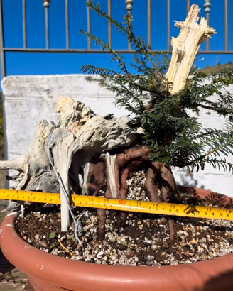 Prebonsai di taxus baccata