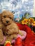 maschietto-taglia-piccola-toy-barboncino-