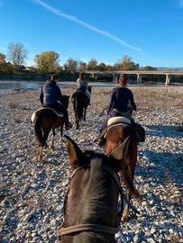 Passeggiate a cavallo e vendita