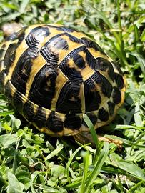 Tartaruga di terra Testudo Hermanni FonteC 41-2020