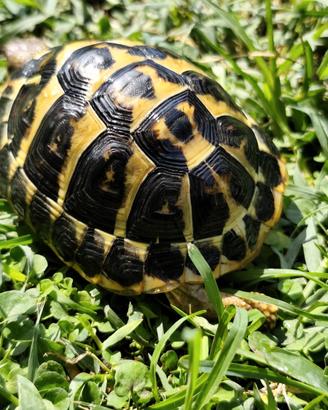 Tartaruga di terra Testudo Hermanni FonteC 41-2020