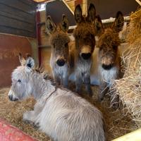 Asinelli sardi taglia piccola