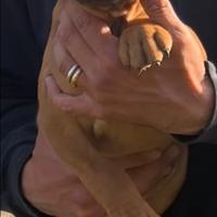 Cucciolo di pitbull con pedigree ADBA