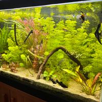 Potature piante acquario