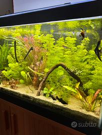 Potature piante acquario