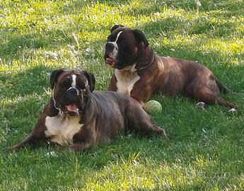 Cuccioli BOXER