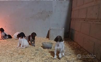 Cuccioli kurzhaar