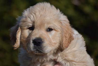 GOLDEN RETRIEVER cucciola