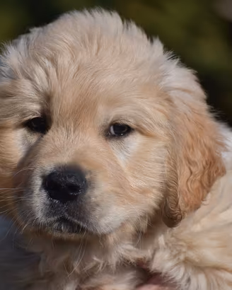 GOLDEN RETRIEVER cucciola