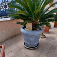 Cycas in vaso vetroresina