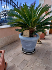 Cycas in vaso vetroresina
