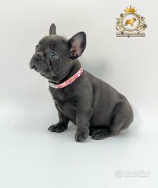 Esclusiva Principessina Bulldog Francese Total Blu