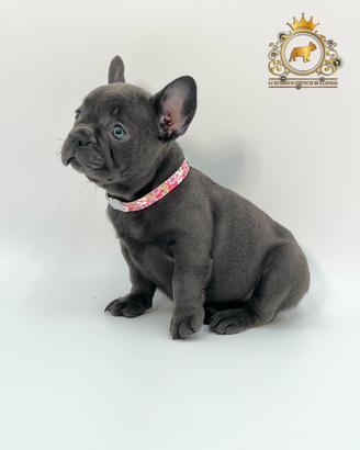 Esclusiva Principessina Bulldog Francese Total Blu