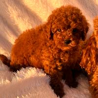 Barboncini toy red con pedigree enci