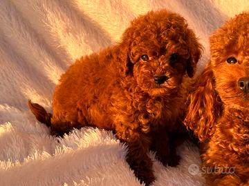 Barboncini toy red con pedigree enci