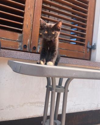 Gattina di 2 mesi