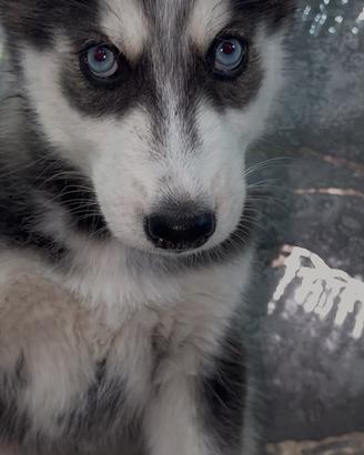 Husky