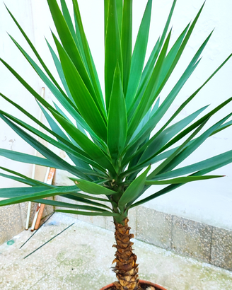 Pianta Yucca