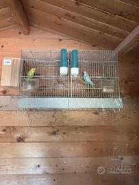 Coppia di cocoriti con gabbia