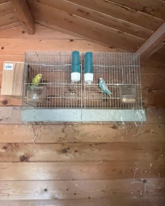 Coppia di cocoriti con gabbia