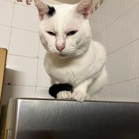 Gattini