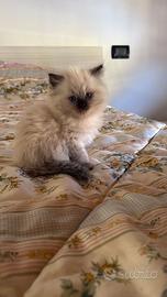 Ultima cucciola di radgol