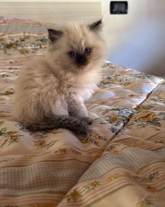 Ultima cucciola di radgol