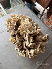 Coralli di vario tipo